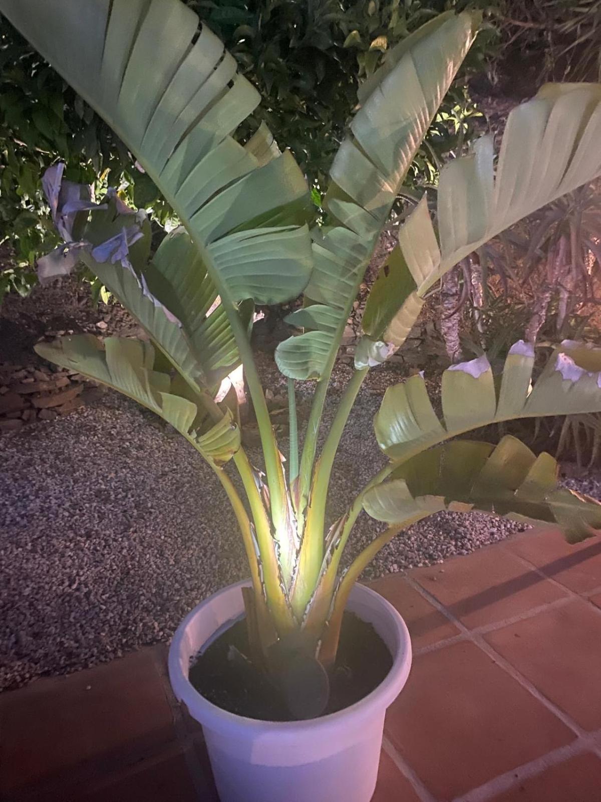 Finca Angelita Torrox Luaran gambar