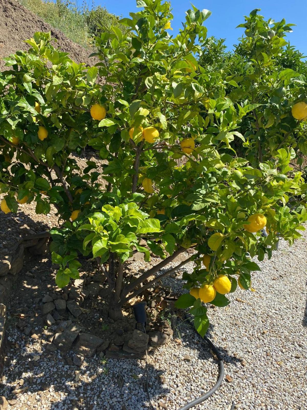 Finca Angelita Torrox Luaran gambar